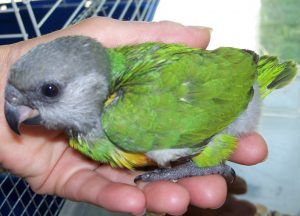 Baby Senegal Parrots
