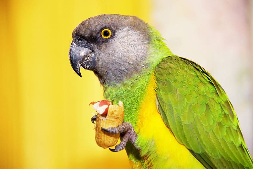 Feeding for Senegal Parrots