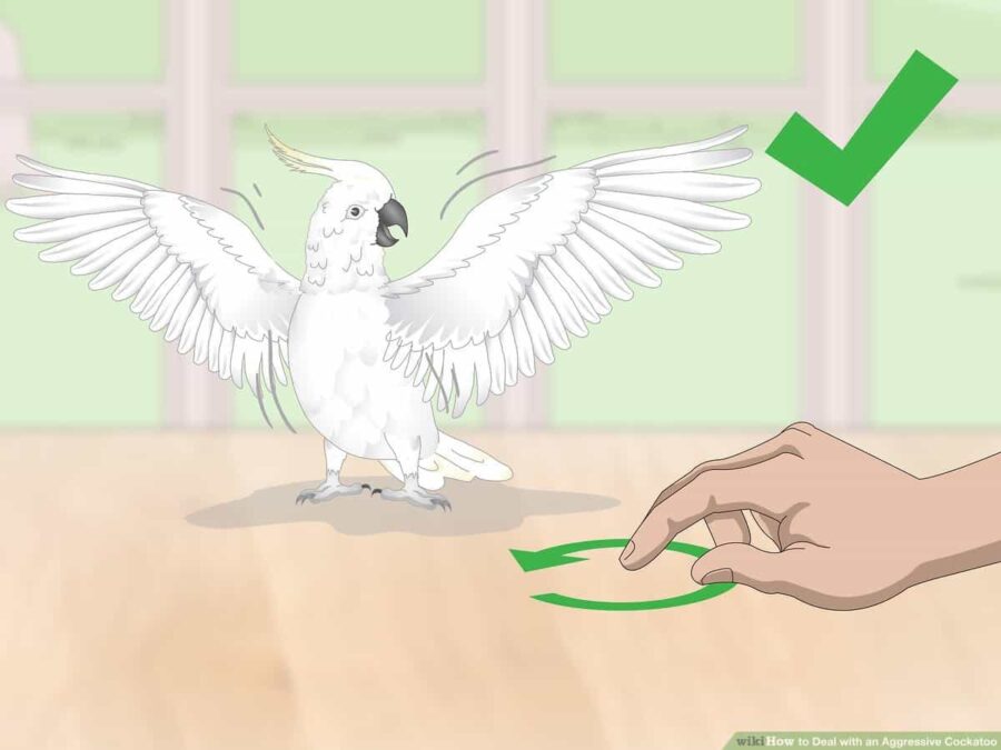 How Do Parrots Mate