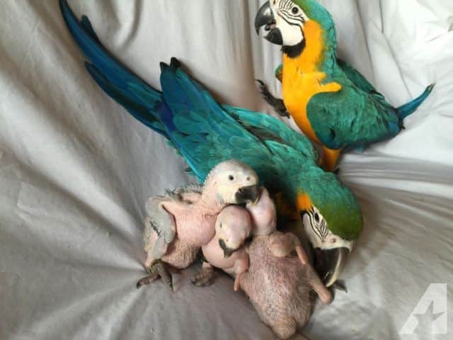 Baby and Young Parrots of Blue and Yellow Macaw