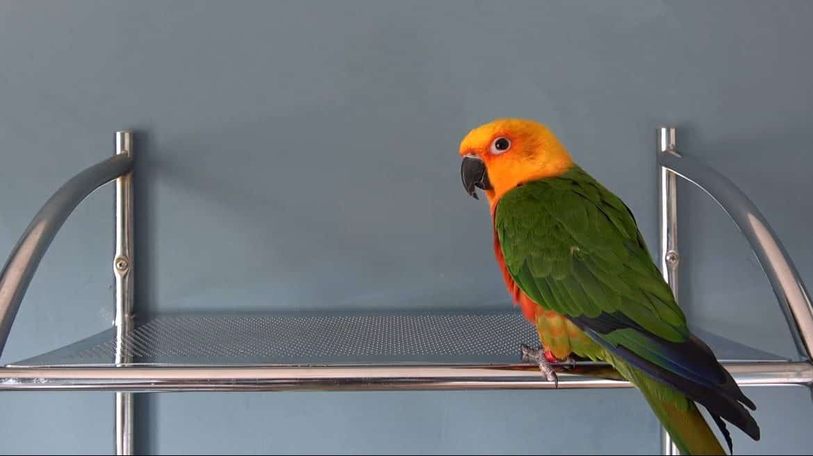About Jenday Conures Parrots Health