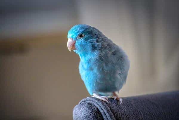 Small Parrot Breeds