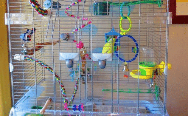 Budgie Cage