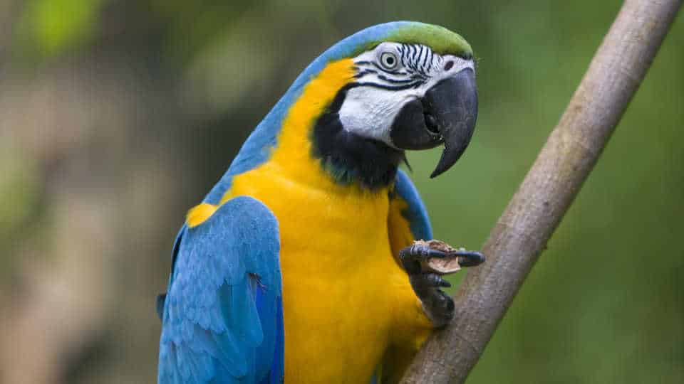 About Health of the Parrots of Blue and Yellow Macaw