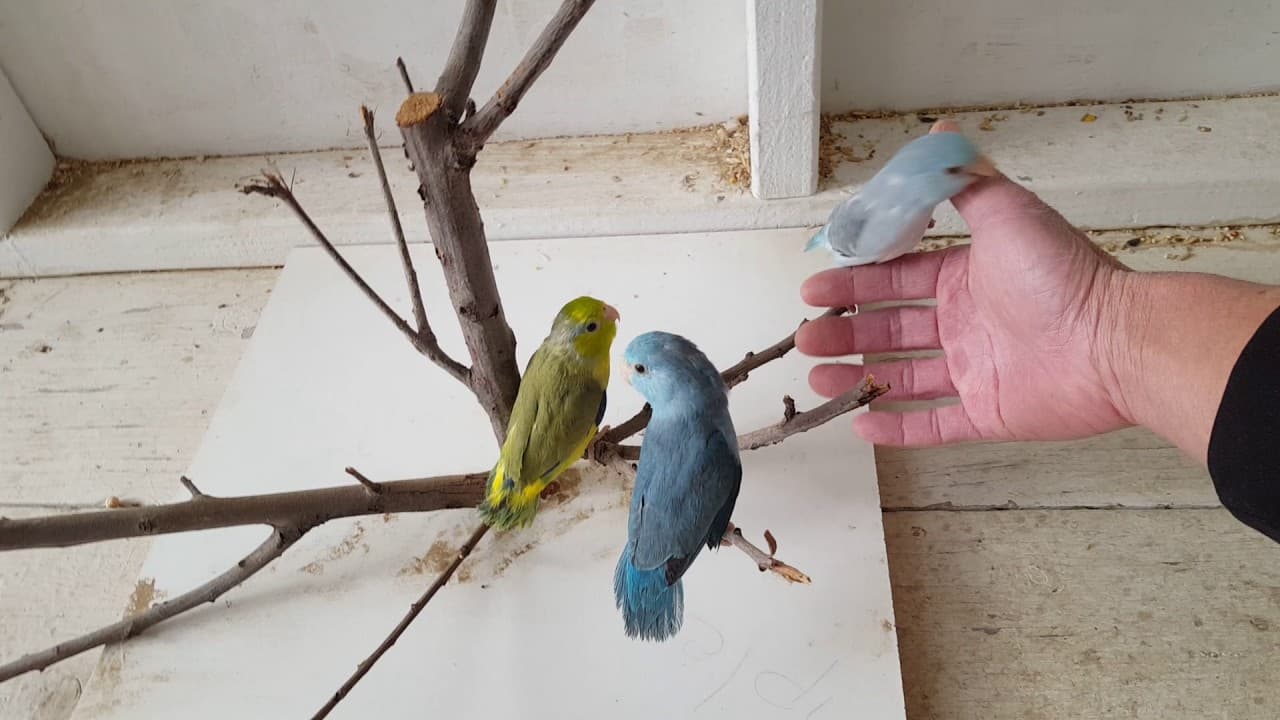 How Talented Parrotlets 