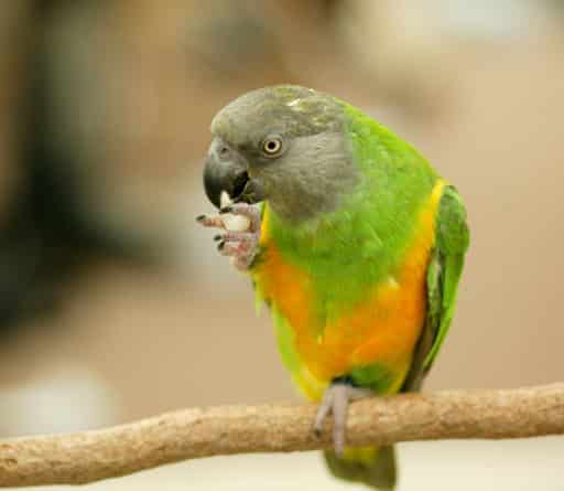 Senegal Parrot Lifespan, Health & Care Guide - Basic Facts - CuteParrot