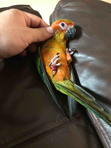 How Talented Jenday Conure Parrots 