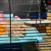 Wood Hammock Swing Bed – Hanging Toy for Hamsters, Parrots, Chinchillas & Small Birds - Image 4