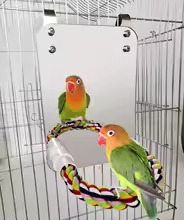 Bird Mirror with Perch – Swing Toy & Rope Stand for Parrots, Parakeets, Finches