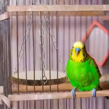 Wood Hammock Swing Bed – Hanging Toy for Hamsters, Parrots, Chinchillas & Small Birds - Image 3