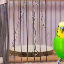 Wood Hammock Swing Bed – Hanging Toy for Hamsters, Parrots, Chinchillas & Small Birds - Image 5